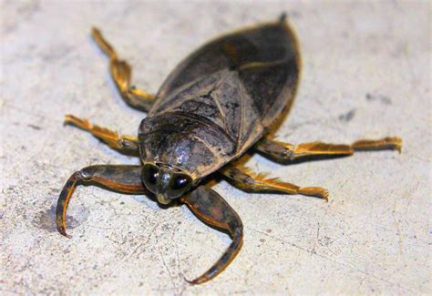 Giant Water Bug. Other: The Giant Water Bug is a common inhabitant of ponds, marshes and slow moving waterways. It is a voracious predator which ambushes other aquatic life. The bug is suited to this way of life with it's dark green brown coloration and body shape giving it the appearance of a dead leaf. When an unsuspecting aquatic insect or ...